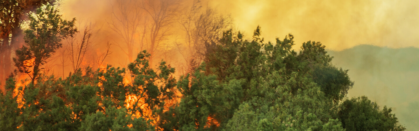 Orman Yangınları | Enerjisa Üretim